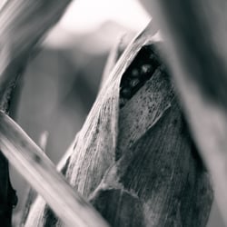 forgotten maize