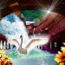 The Swan