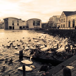 Crowd Swan in Iceland