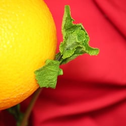 Food Photography 2012 Orange 02
