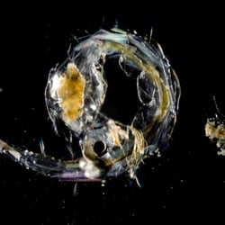 Makrofotografie mit Durchlicht, Zuckmückenlarve