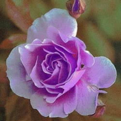 Rose6