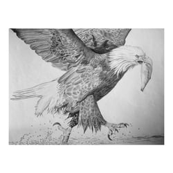 Seeadler