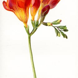 Freesien – Aquarell