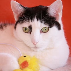 Bastet the Cat 2012 Teil 02