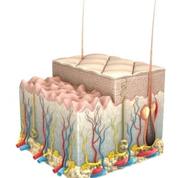 Epidermis draft 5