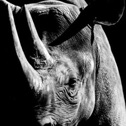 Spitzmaulnashorn