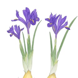 Netzblatt-Iris, Netzblatt-Schwertlilie