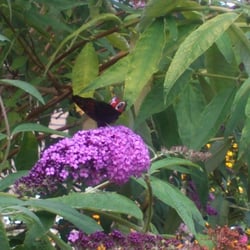 Natur 2012 Blumen Schmetterlinge