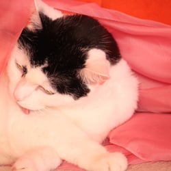 Bastet the Cat 2012 Teil 03