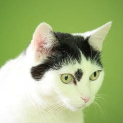Bastet the Cat 2012 Teil 02
