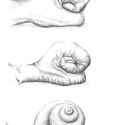 Illustration zum Thema Metamorphose
