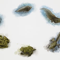 metamorphose