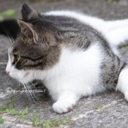 CAT AUG. 2014