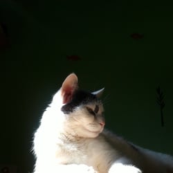Bastet the Cat 2012 No. 11