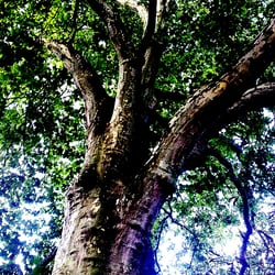 Tree with colors