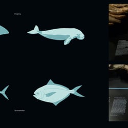 Erntefisch Pinichthys pulcher, Adlerrochen, Weissobatis micklichi, grosser Raubfisch Scomberomorus lingulatus Seekuh »Halitheri