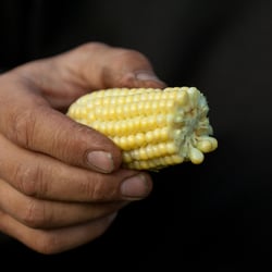 Organic farmer – Corn detail- Sweden