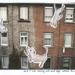 cats ‚n‘ dogs