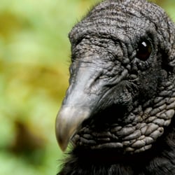 Costa Rica – Wildlife
