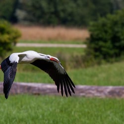 Jungfernflug