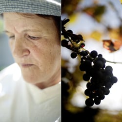 Uvas 13