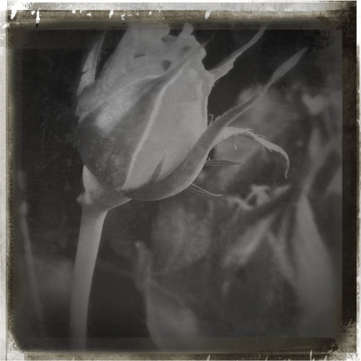# Just Flowers #