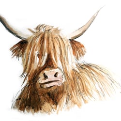 Highland Cow