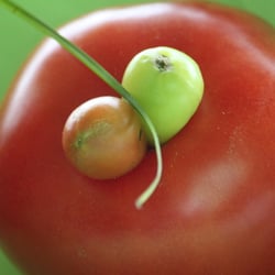 Food Fotografie 2012