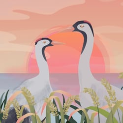 Cranes are Home