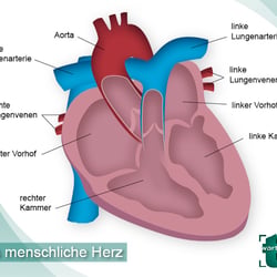 Illustration Herz
