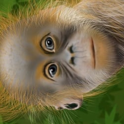 Junger Orang Utan – Illustration mit Photoshop