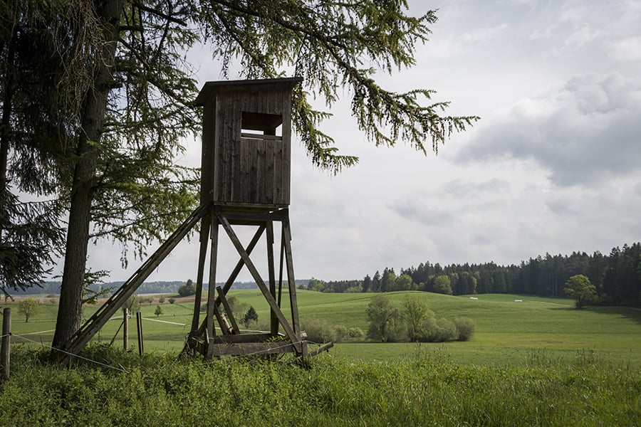 Wald und Wild