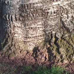Tree No 03