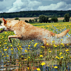 Seehund