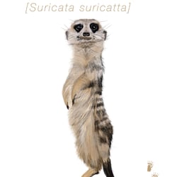 Tierplakat