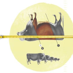 Redaktionelle Illustration „Das richtig Maß“