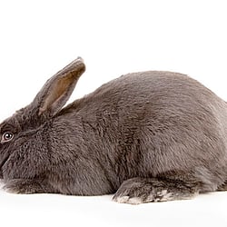 Tierfotografie im Studio