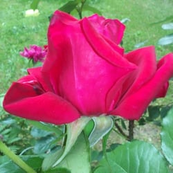 Flowers Red Roses 01