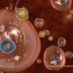 Hepatitis-C-Virus