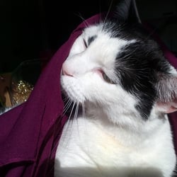 Bastet Experience 10