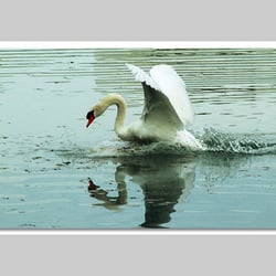 Esref Yilmaz/Fotografie: Tiere
