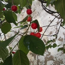 Kirschbaum 06