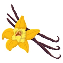 vanilla