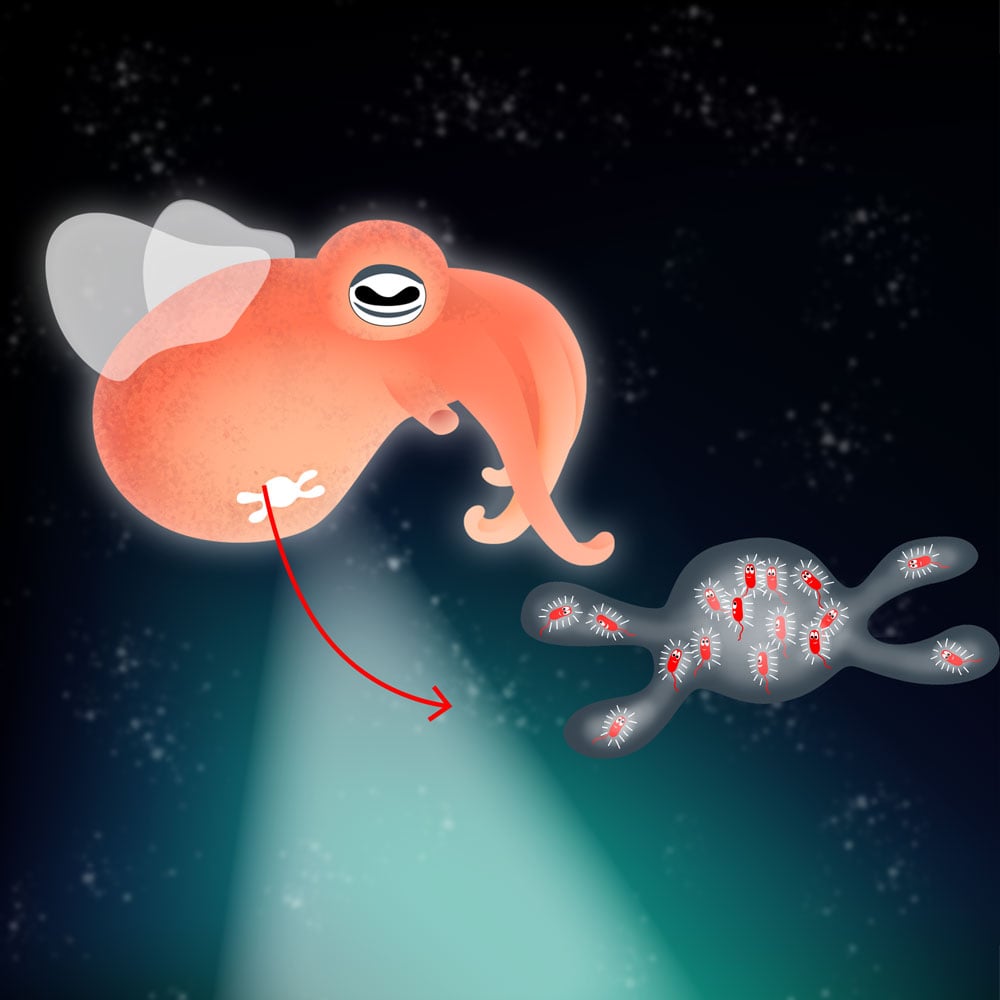 Tintenfisch und Leuchtbakterien (Symbiose)