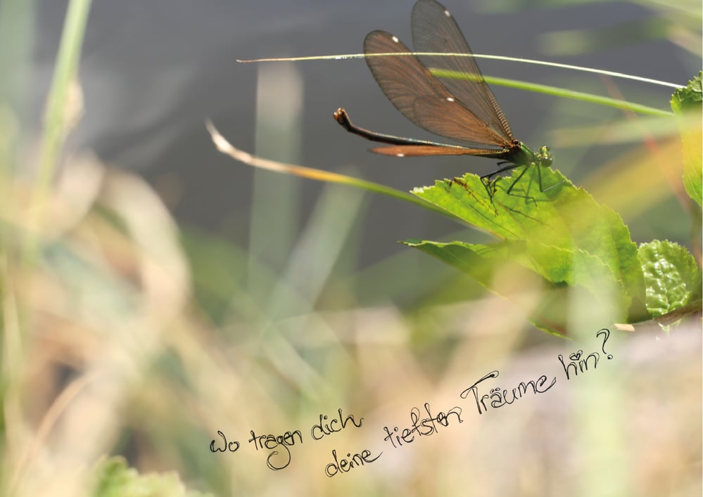 Postkarte · Libelle ·