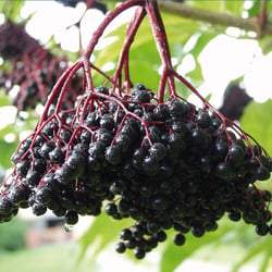 Schwarze Rebe