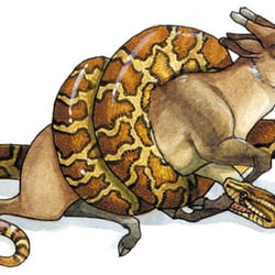 Python-2-web