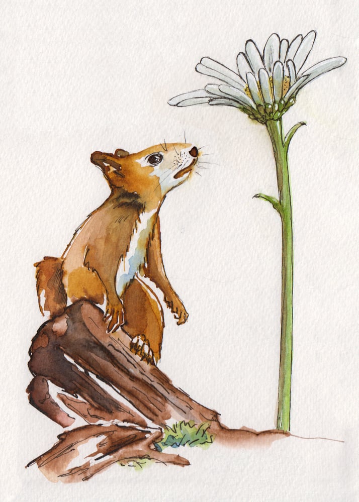 Eichhörnchen