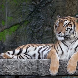 Tiger take